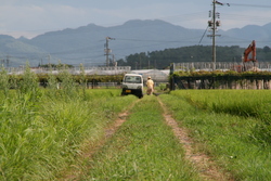 大社　遥堪地区の田園風景③