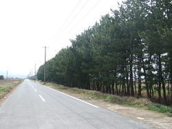 農場の道　中海干拓地③