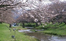 玉造温泉桜並木