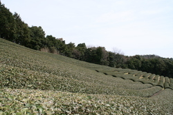 茶畑と宍道湖と一畑電車