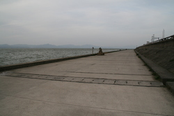 宍道湖の亀とたぬき