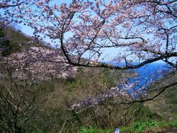 チェリーロード