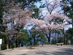 チェリーロード