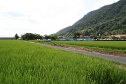 大社　遥堪地区の田園風景②